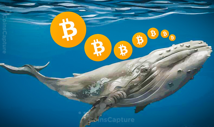 Bitcoin Whales Acquired over 60K BTC in less than 24 Hours