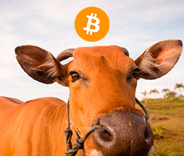 CoinsCapture - Cryptocurrency Trading Prices Today, Live Chart , Market Trades & Cap