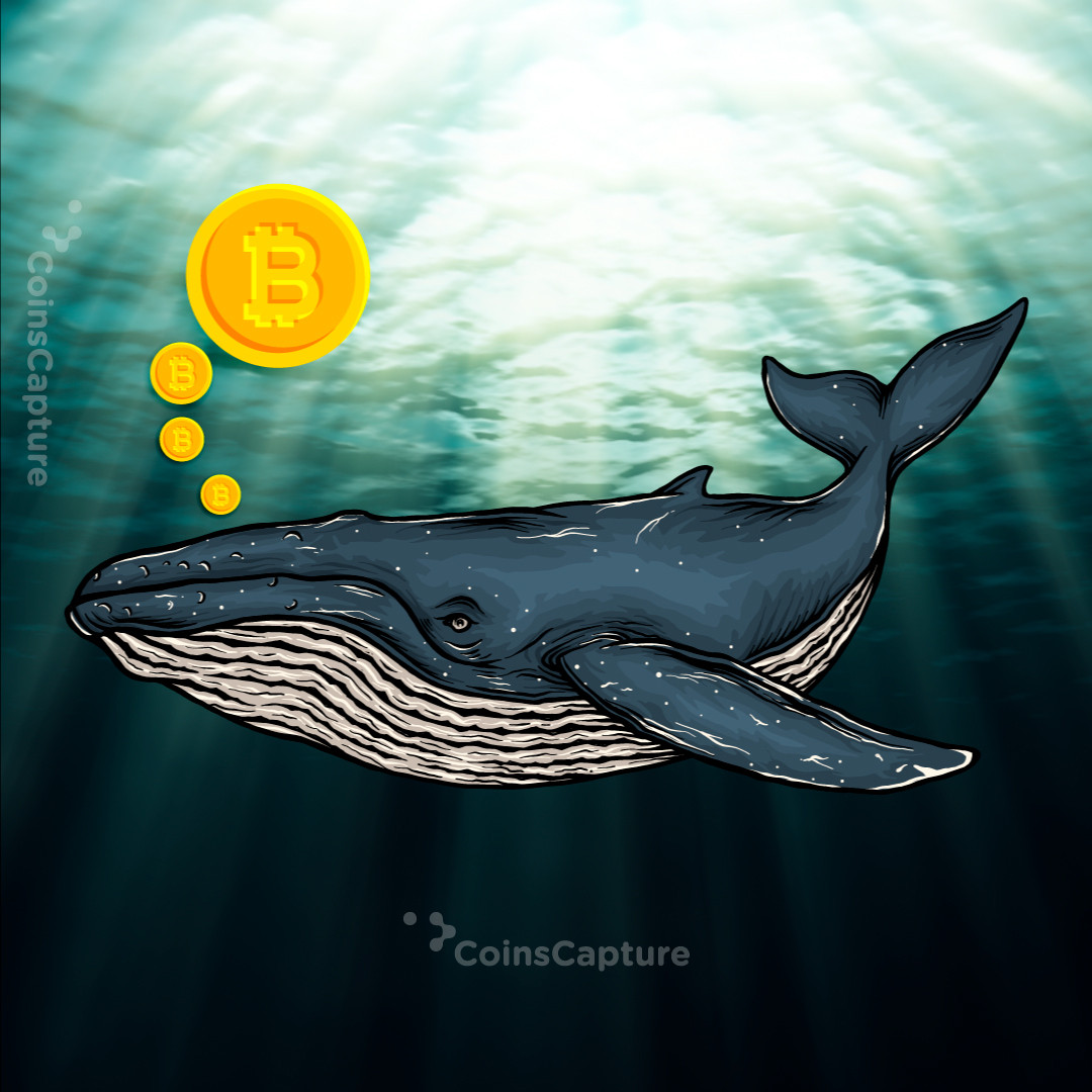 CoinsCapture - Cryptocurrency Trading Prices Today, Live Chart , Market Trades & Cap