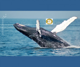 CoinsCapture - Cryptocurrency Trading Prices Today, Live Chart , Market Trades & Cap